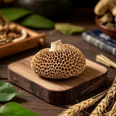 麦角菌