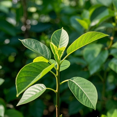 厚朴苗