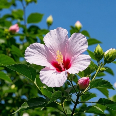 木槿花
