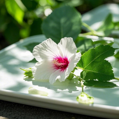 木槿花