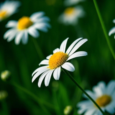 甘菊