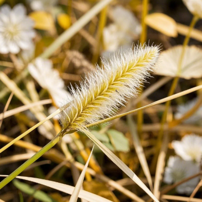 白茅花