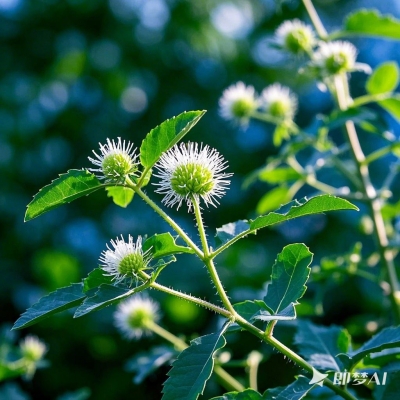 蒺藜