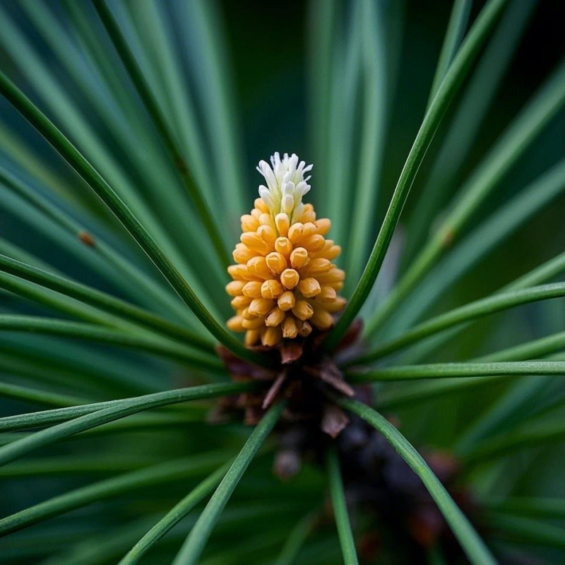 松花粉