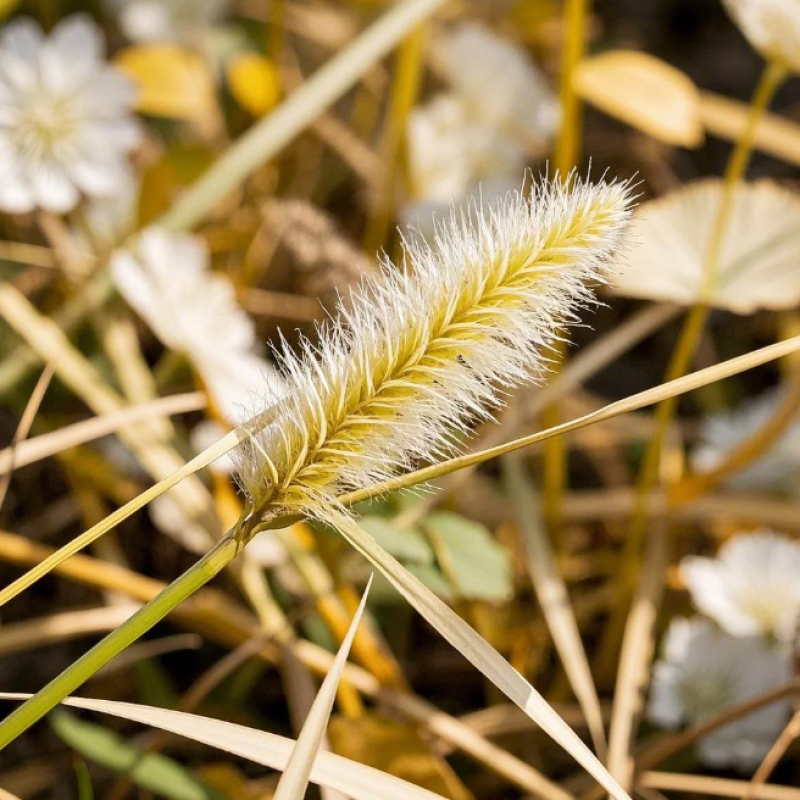 白茅花