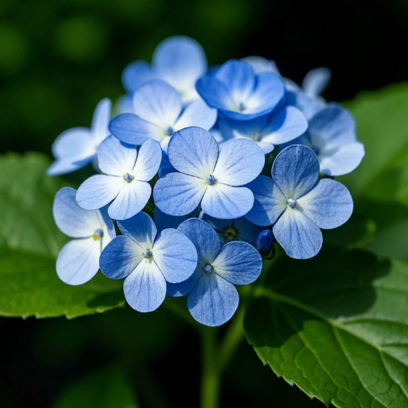 八仙花