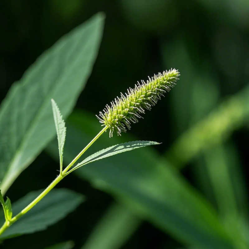黄毛耳草