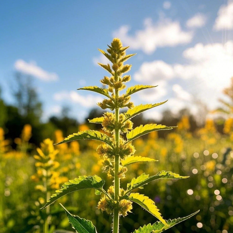 金沸草